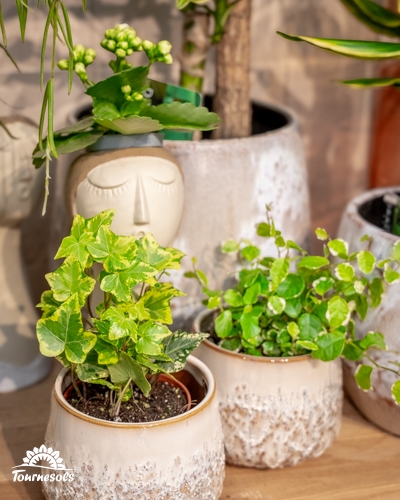 Plantes Air So Pur en pots décoratifs, idéales pour purifier l’air intérieur et réguler l’humidité.